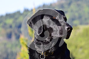 Black Lab at the Sawtooths