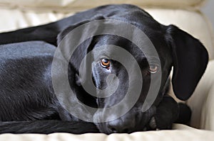 Black Laborador Retriever Dog