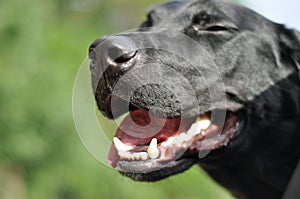 Black Laborador Retriever Dog