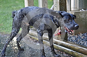 Black Laborador Retriever Dog