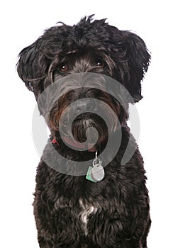 Black labradoodle dog isolated on a white background