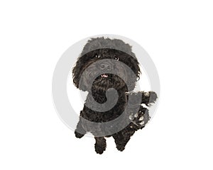 Black labradoodle dog looking up and lifting its paw seen from a