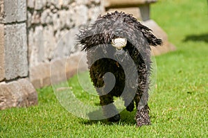 Black labradoodle dog running towards camera with a ball in its mouth