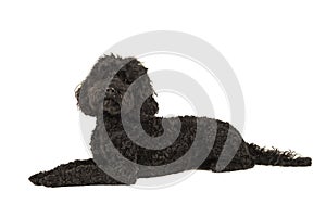 Black labradoodle lying down, looking up isolated on a white background