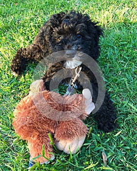 Black Labradoodle Puppy