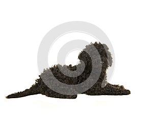 Black labradoodle puppy lying on the floor seen from the side