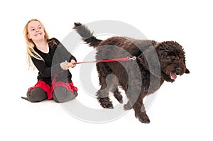 Black labradoodle on a red leash pulling happy, young blonde girl along. Isolated on white studio background