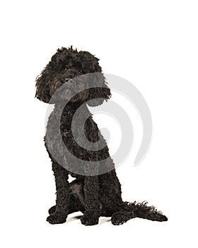 Black labradoolde dog sitting and looking at the camera isolated