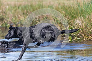 Black Labrador