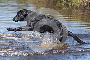 Black Labrador