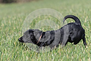 Black Labrador