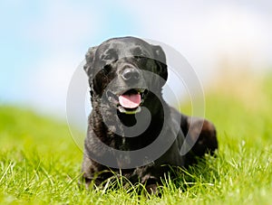 Black labrador