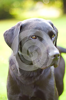 Black Labrador