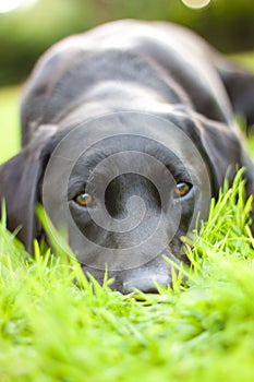 Black Labrador