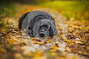 Black labrador autumn in nature, vintage