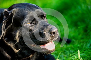 Black labrador on the background of a green lawn. Purebred dog on a hot sunny day