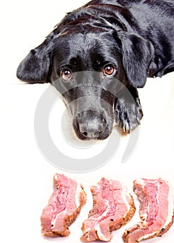 Black labrador and bacon slices