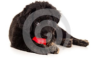 Black labrador biting toy