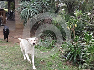 Black Labrador Canine Chasing a white dog in the garden