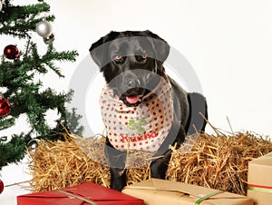 Black labrador in christmas setting