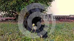 Black Labrador with Dandelion