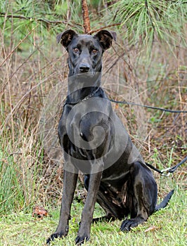 Black Labrador Doberman mixed breed dog