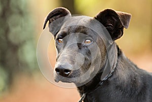 Black Labrador Doberman mixed breed dog