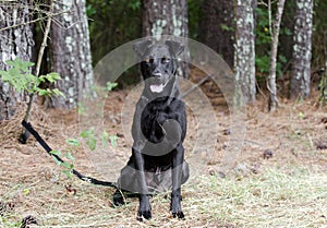 Black Labrador Doberman mixed breed dog