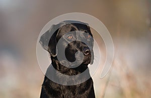 Black labrador dog