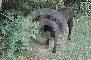 Black Labrador Dog in garden on green grass