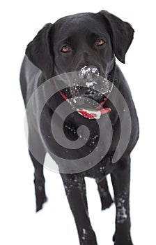 Black labrador dog isolated