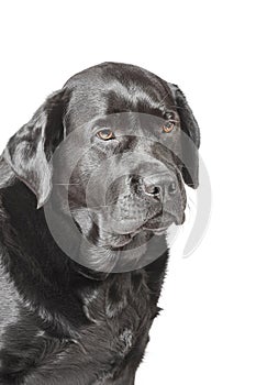 Black labrador dog isolated on white. Image taken in a studio, black dog with brown eyes