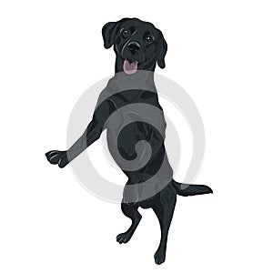 Black labrador dog jumping. Trained puppy for your design.