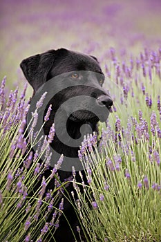 Black labrador dog in lavender field