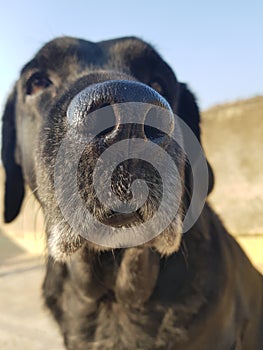 Black Labrador dog nose view & x28;nose trill and mustache& x29;