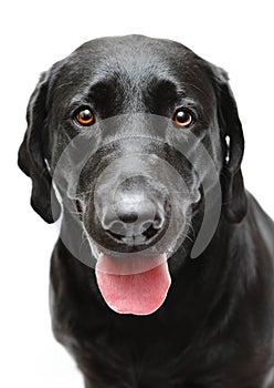 Black Labrador dog photo