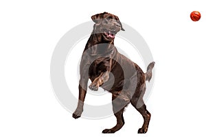 The black Labrador dog playing with ball isolated on white