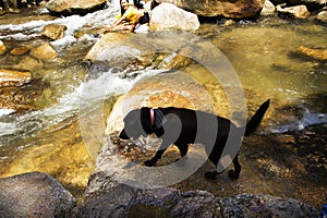 Black labrador dog playing swimming water and rest relax in Namtok Khao Khram Waterfalls in mountain jungle forest of Khao Pu Khao