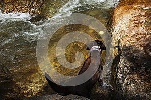 Black labrador dog playing swimming water and rest relax in Namtok Khao Khram Waterfalls in mountain jungle forest of Khao Pu Khao