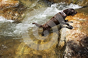 Black labrador dog playing swimming water and rest relax in Namtok Khao Khram Waterfalls in mountain jungle forest of Khao Pu Khao