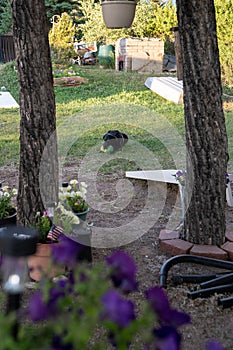 Black labrador dog plays with his squeak toy out in the backyard, Photo framed by flowers and trees
