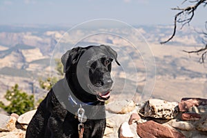 Black labrador dog poses at canyon view at Dinosaur National Monument. Poor air quality and pollution in the area