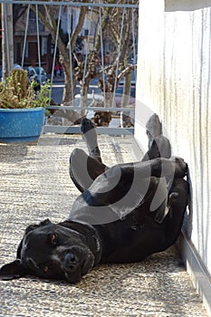 Black labrador dog resting in a terrace