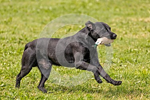 A Black Labrador Dog Running, Hanbury Countryside Show, England.