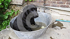 A Black Labrador Dog Sitting in Metal Bath Tub Bucket with Tennis Ball Ready and Challenging to Play