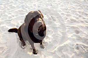 A black Labrador dog sitting on the sand on the beach.