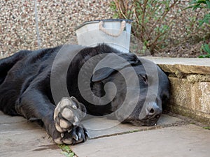 Black labrador dog sleeping with paws outstretched