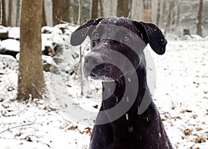 Black Labrador dog in snow