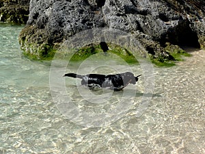 Black Labrador Dog swimming