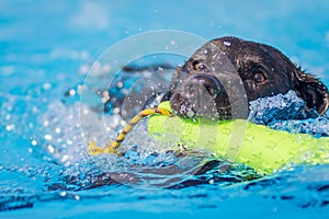 Black labrador dog swimming in clear blue water with a yellow toy in mouth